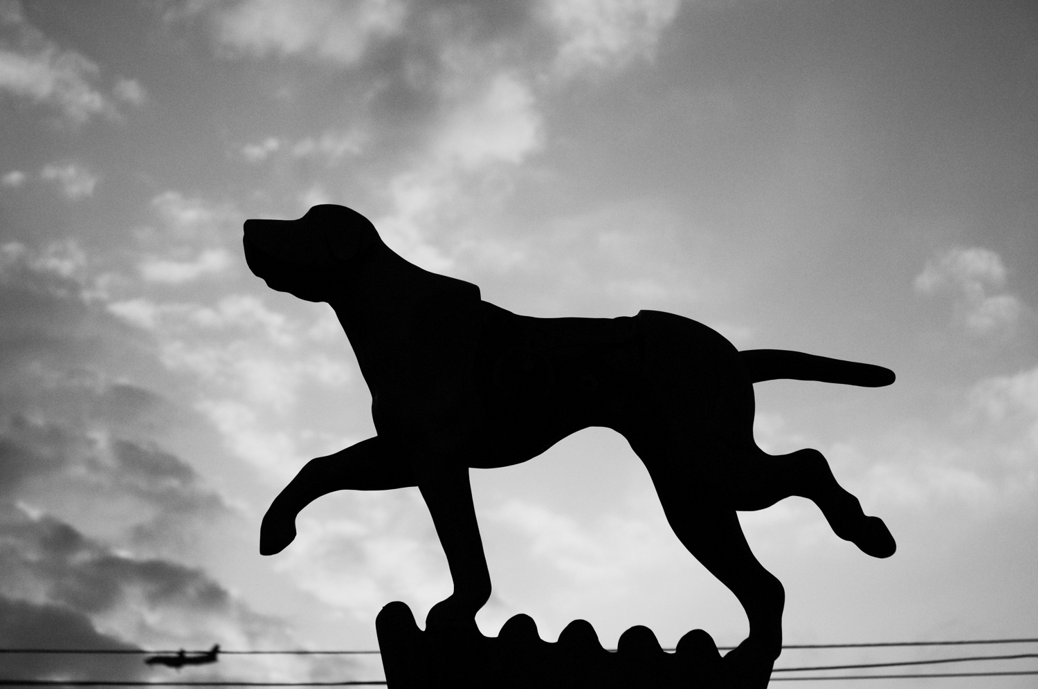 Capturing the Energy of the Streets, shadow dog by Mario Zmudzinski