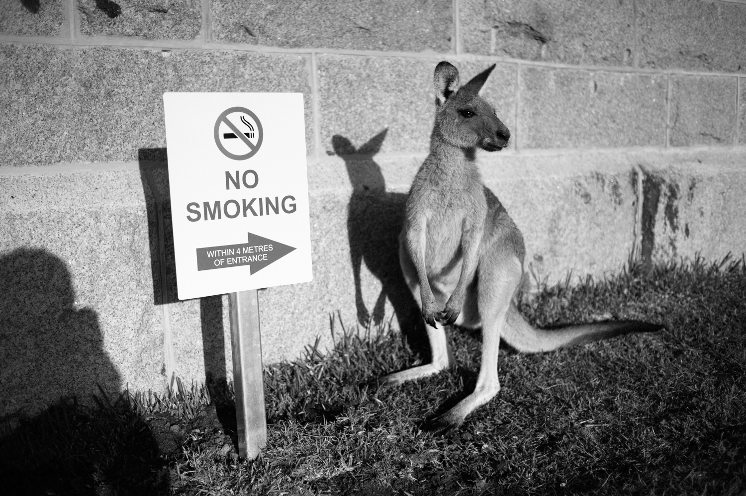 The Power of Capturing Reality by Mario Zmudzinski | Little kangaroo